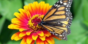 Pollinator Garden